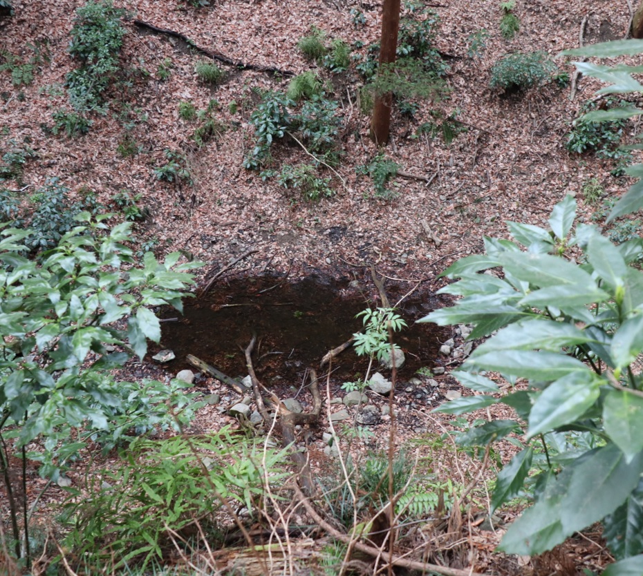 里山Y 山の中のひっそりとした水溜まり_2022年3月24日16時30分頃_気温13度